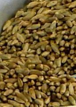 Rye Berries